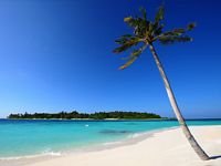 pic for Beach Palm White Sand 